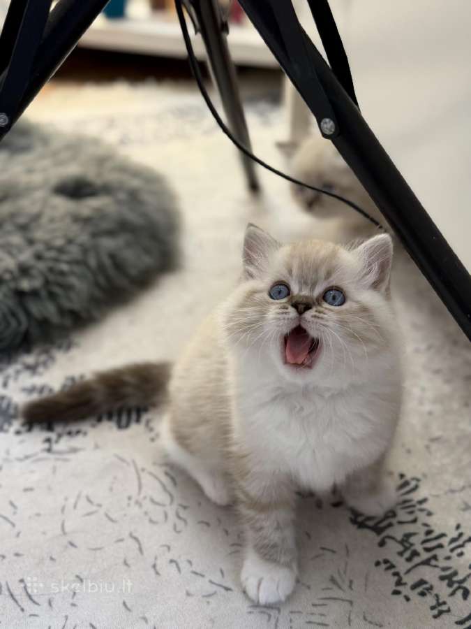 Kilmingi Ragdoll kačiukai - nuotraukos Nr. 5