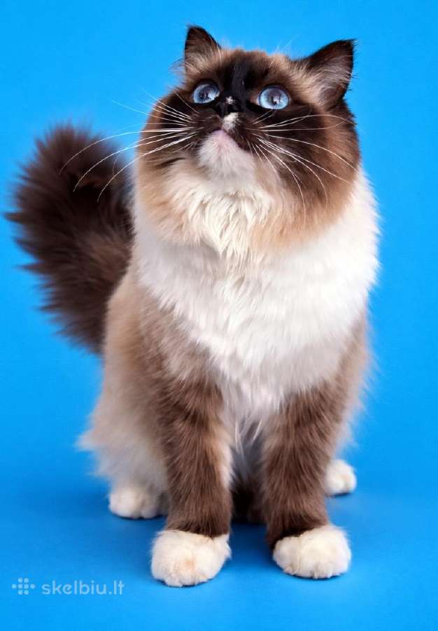 Kilmingi Ragdoll kačiukai - nuotraukos Nr. 6