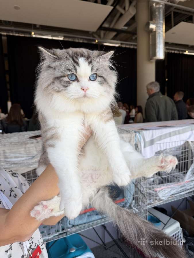 Kilmingi Ragdoll kačiukai - nuotraukos Nr. 7