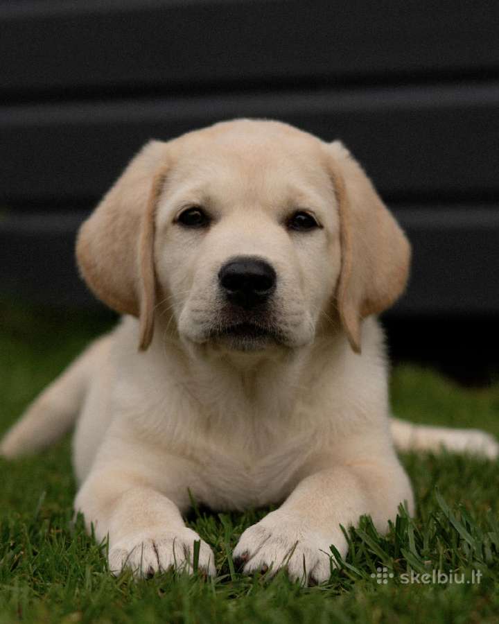 Labradoro retriverio berniukas - nuotraukos Nr. 4