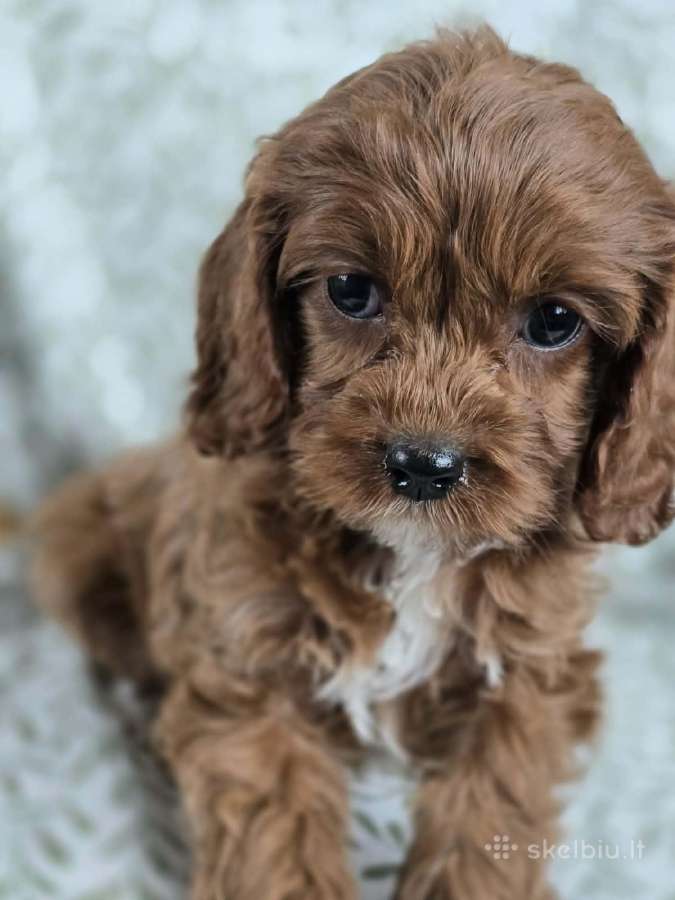 Cavapoo F1 - nuotraukos Nr. 2
