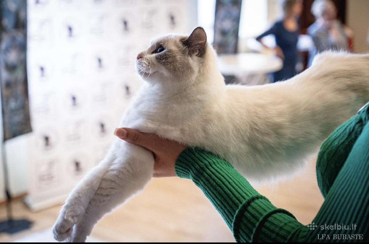 Ragdoll kačiukai (Skudurinukės) - nuotraukos Nr. 5