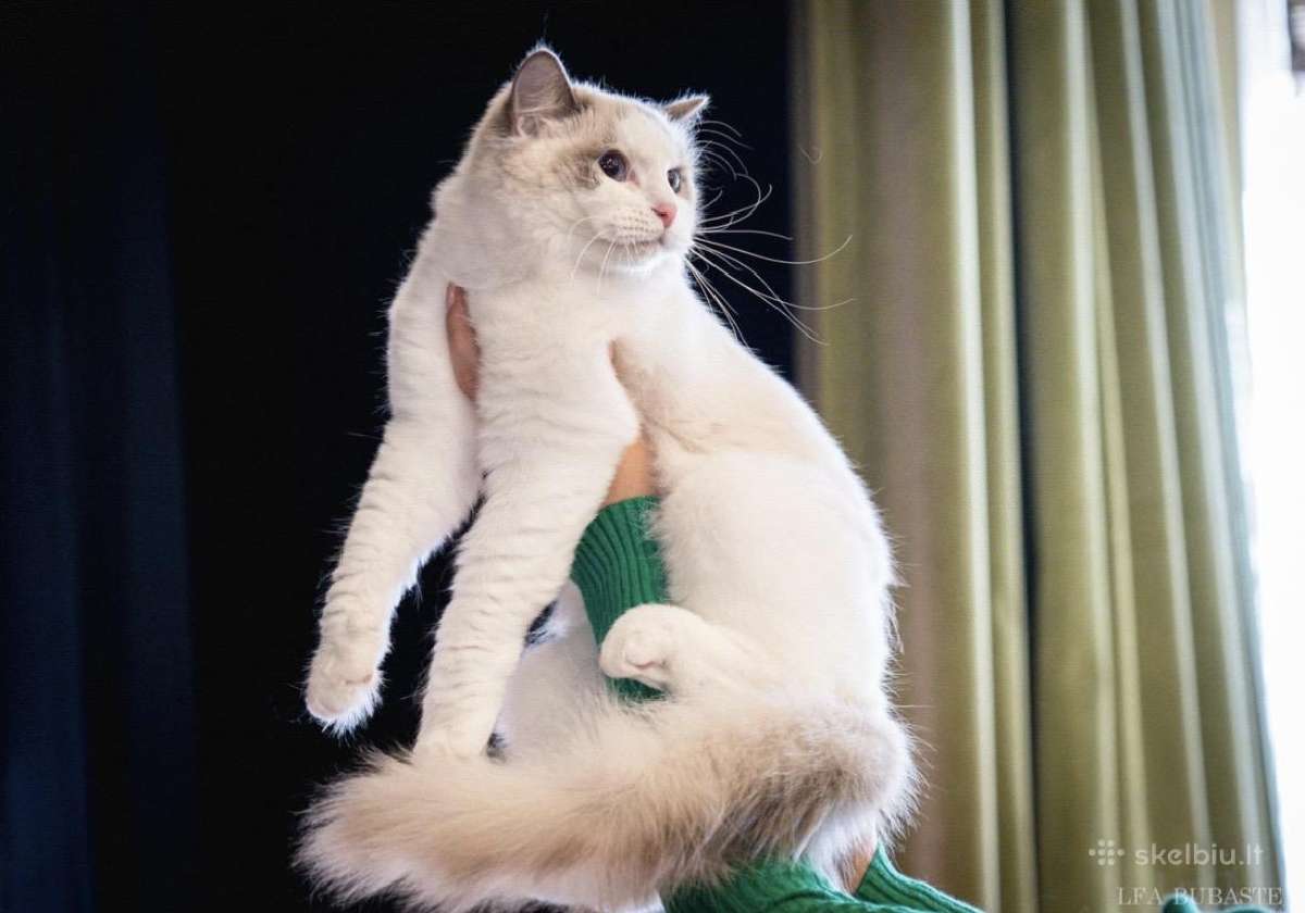 Ragdoll kačiukai (Skudurinukės) - nuotraukos Nr. 6