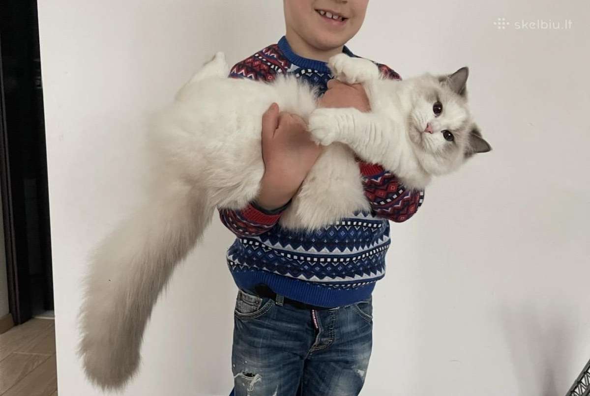 Ragdoll kačiukai (Skudurinukės) - nuotraukos Nr. 7