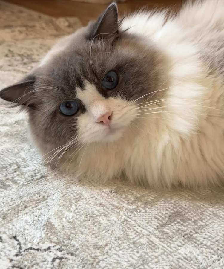 Ragdoll kačiukai (Skudurinukės) - nuotraukos Nr. 10