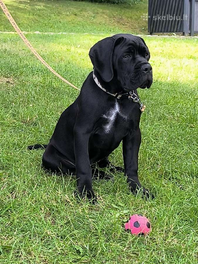 Cane corso veislės šuniukai su kilmės dokumentais - nuotraukos Nr. 2