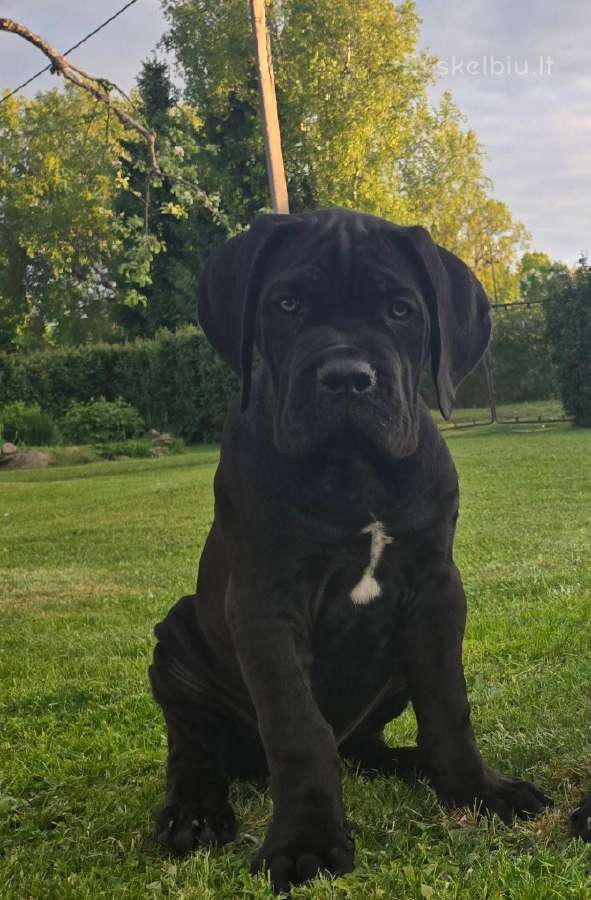 Cane corso veislės šuniukai su kilmės dokumentais - nuotraukos Nr. 3