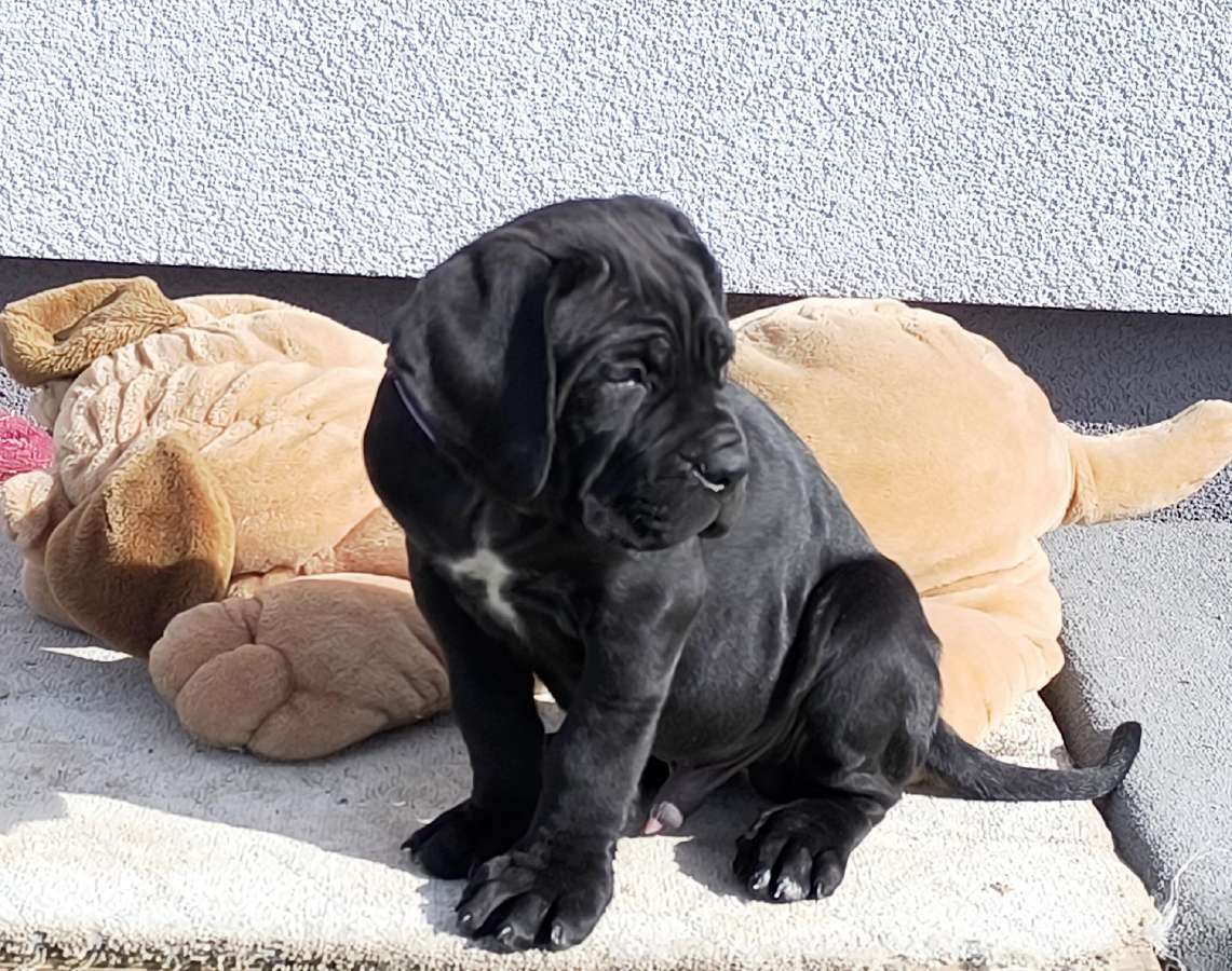 Cane corso veislės šuniukai su kilmės dokumentais - nuotraukos Nr. 4