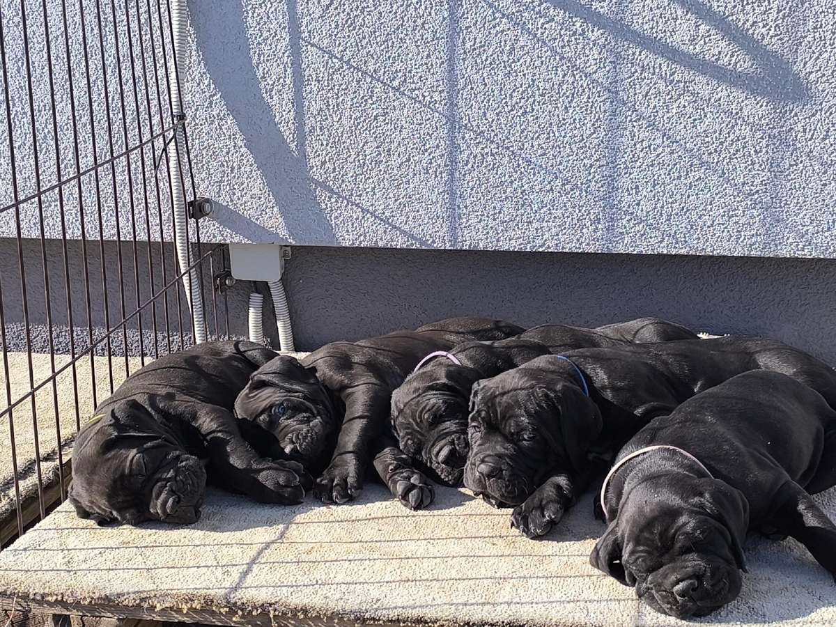 Cane corso veislės šuniukai su kilmės dokumentais - nuotraukos Nr. 5