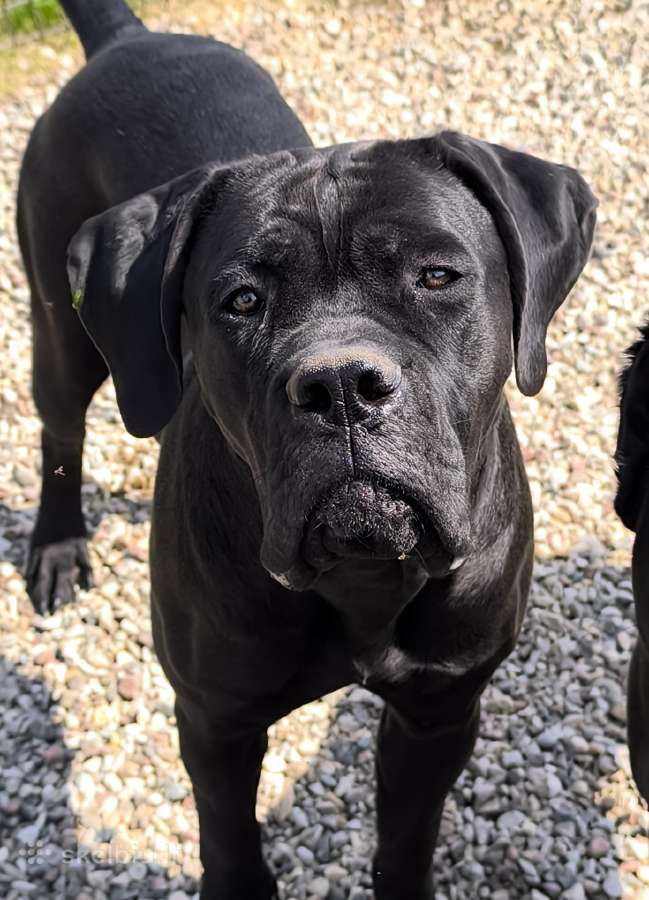 Cane corso veislės šuniukai su kilmės dokumentais - nuotraukos Nr. 6