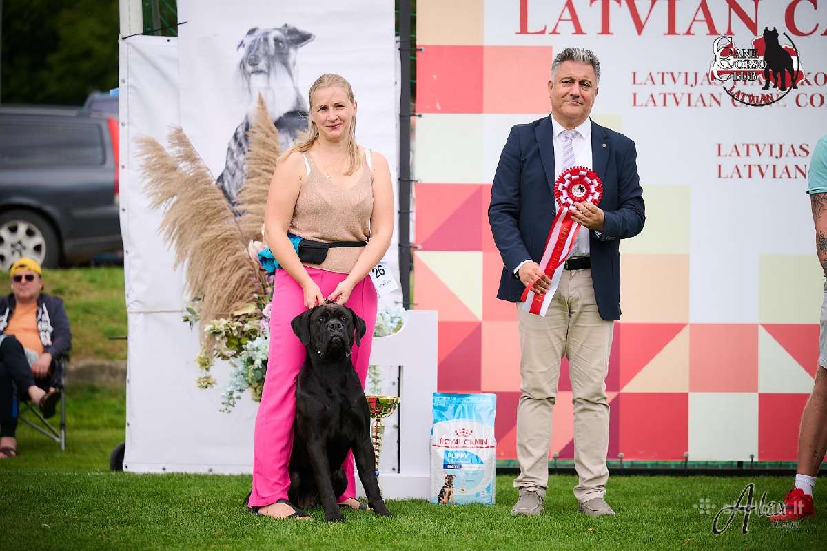 Cane corso veislės šuniukai su kilmės dokumentais - nuotraukos Nr. 7