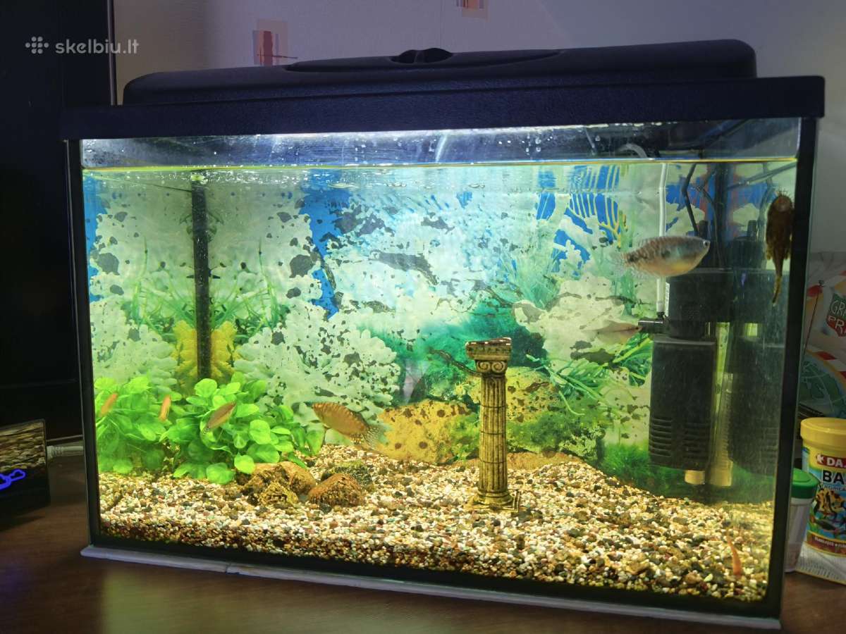 70l. akvariumas - nuotraukos Nr. 2