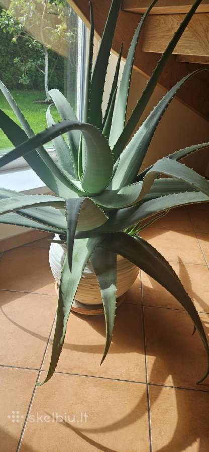 Aloe - nuotraukos Nr. 2