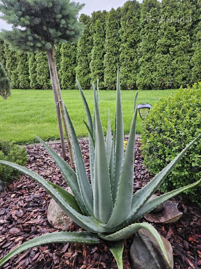 Aloe - nuotraukos Nr. 3