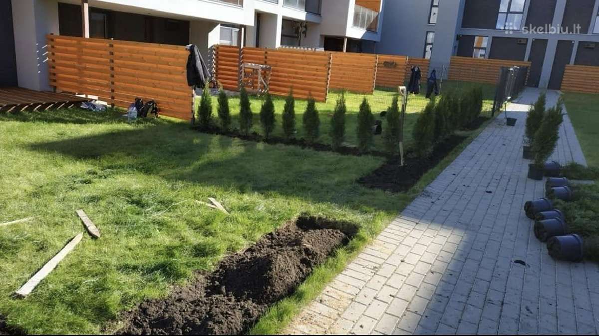Smaragd tuja - nuotraukos Nr. 10