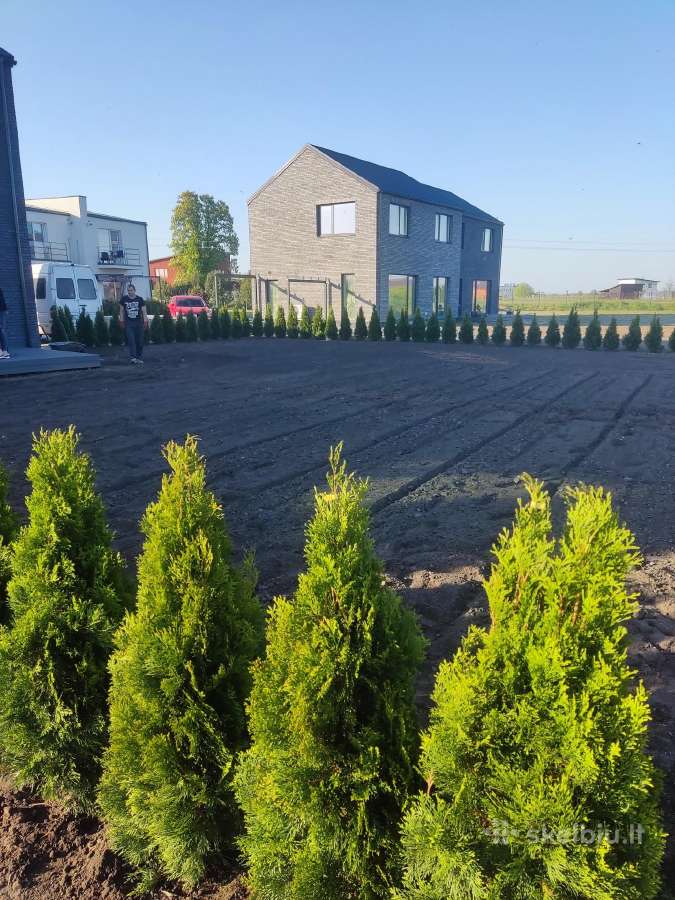 Smaragd tuja - nuotraukos Nr. 17