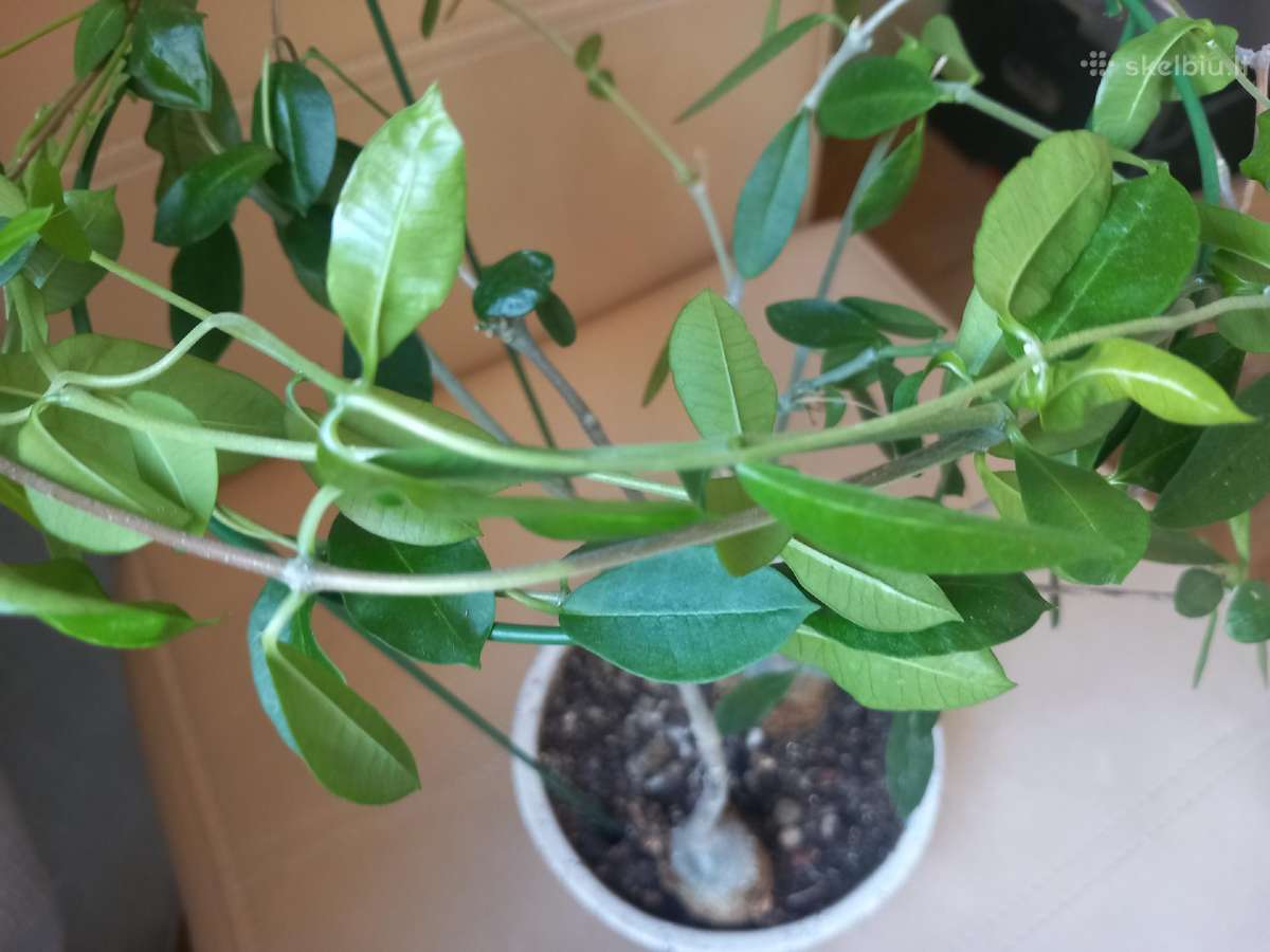 Fockea edulis (Valgomoji fokėja) – du kaudeksai - nuotraukos Nr. 2