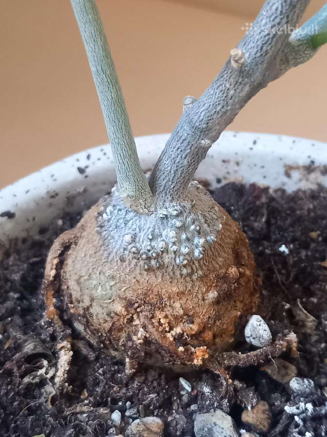 Fockea edulis (Valgomoji fokėja) – du kaudeksai - nuotraukos Nr. 3