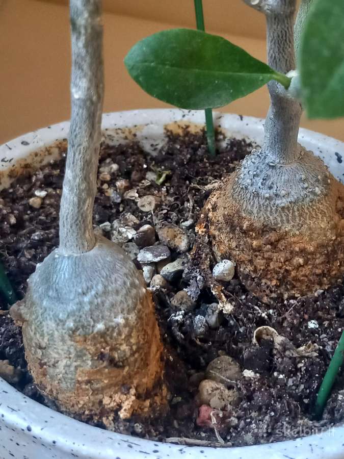 Fockea edulis (Valgomoji fokėja) – du kaudeksai - nuotraukos Nr. 4