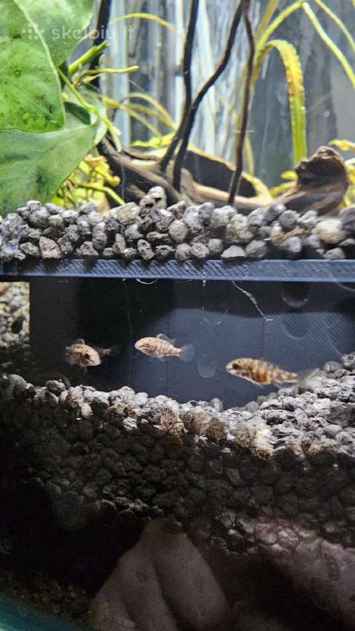Keičiu pelvikachromis mailių - nuotraukos Nr. 2