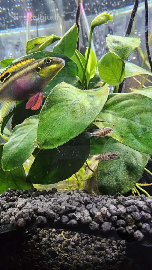 Keičiu pelvikachromis mailių - nuotraukos Nr. 3
