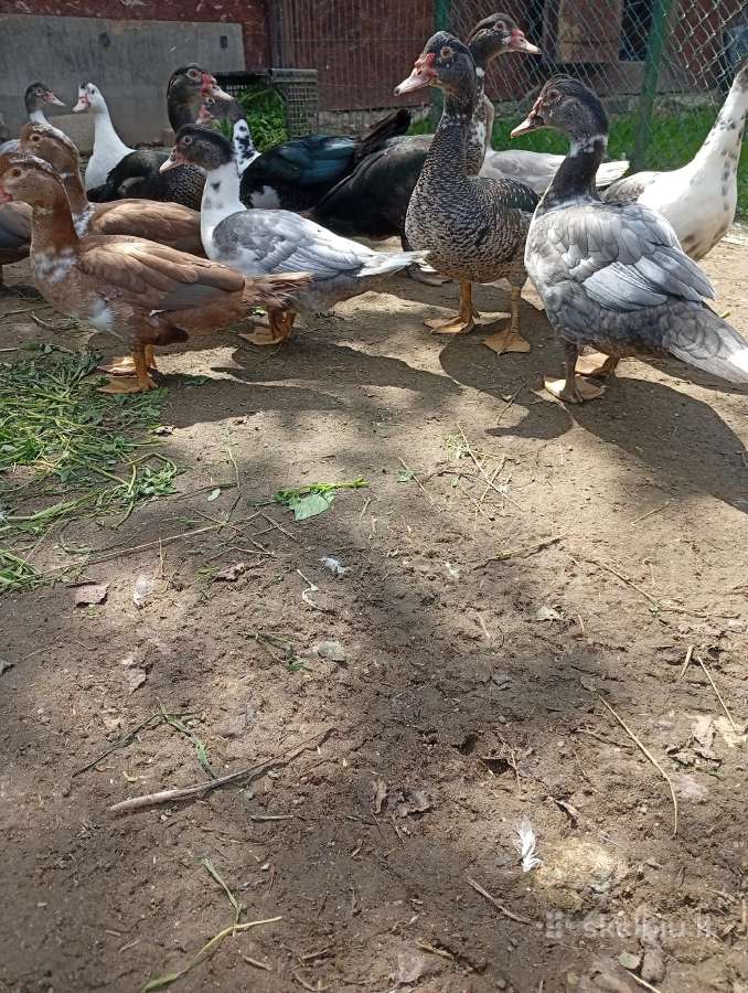 Muskusinės ančių patelės bei gaidžiukai - nuotraukos Nr. 2