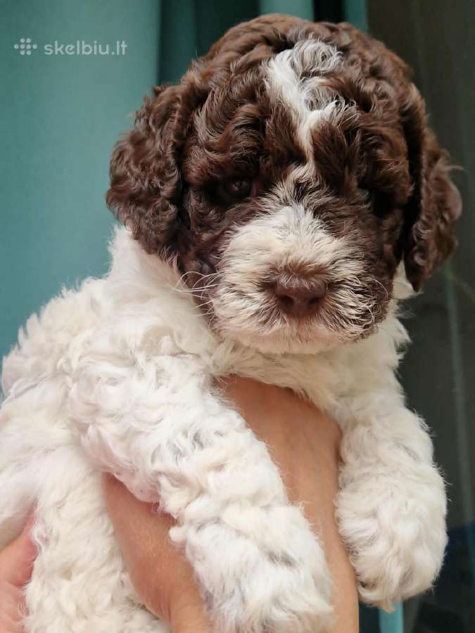 Romagna Water Lagotto Romagnolo Dogs Fci - nuotraukos Nr. 2