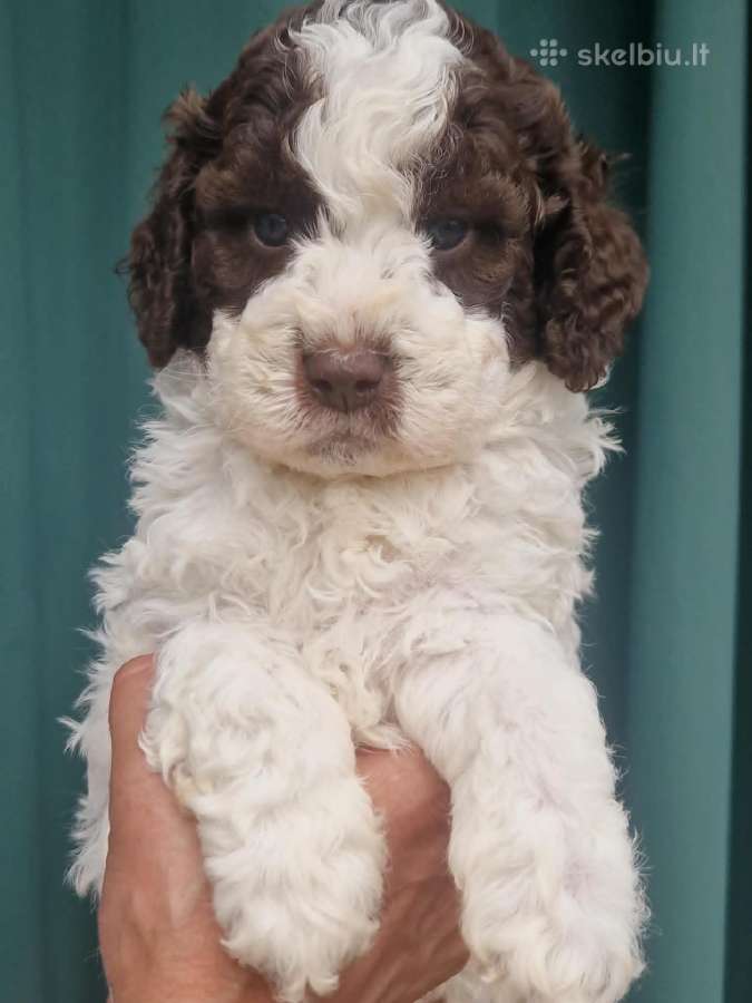 Romagna Water Lagotto Romagnolo Dogs Fci - nuotraukos Nr. 3
