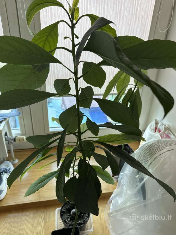 Avokado daigai - nuotraukos Nr. 2