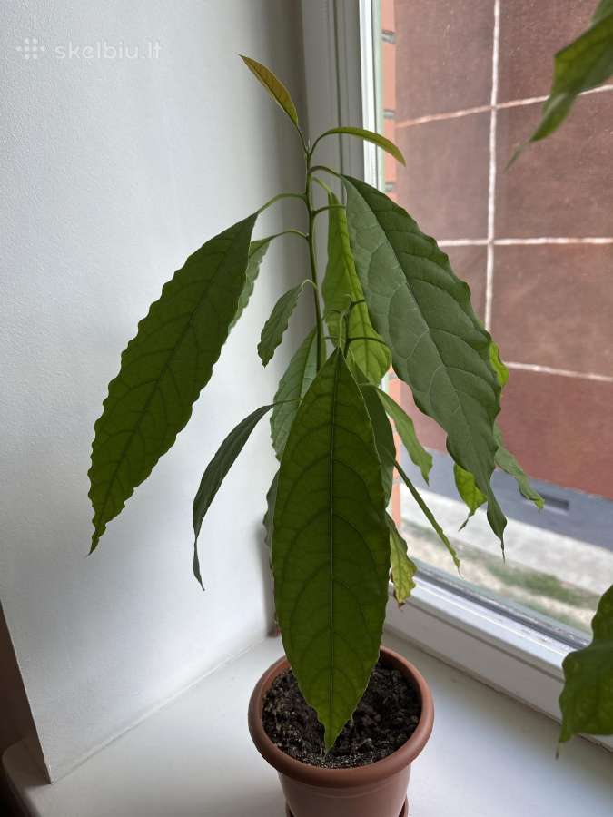 Avokado daigai - nuotraukos Nr. 3