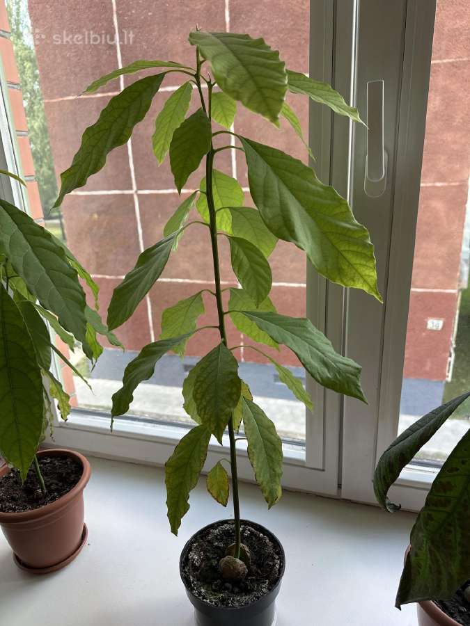 Avokado daigai - nuotraukos Nr. 4