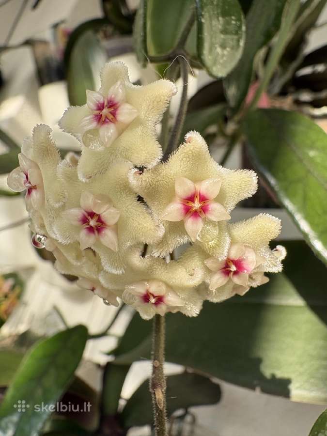 Hoya Mathilde - nuotraukos Nr. 2