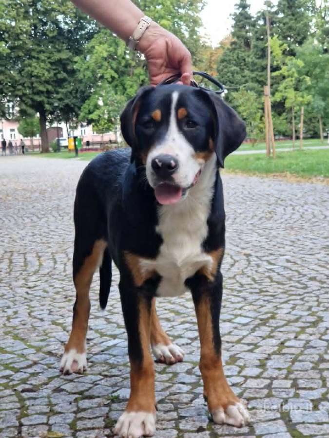 Didieji Šveicarų zenenhundai Fci - nuotraukos Nr. 2