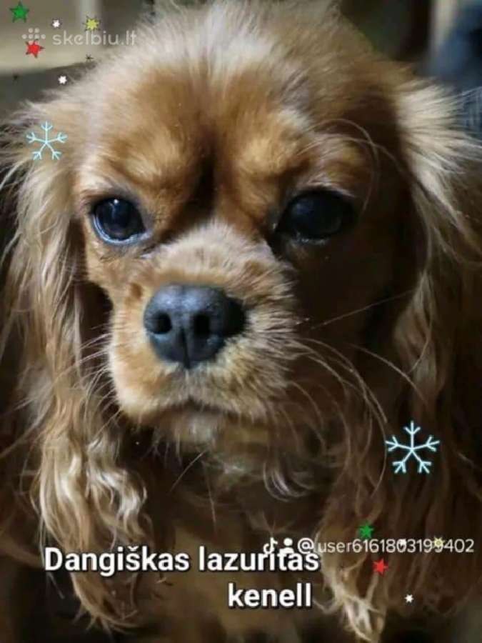 Kavalieriaus Karaliaus Karolio spanieliukas - nuotraukos Nr. 4