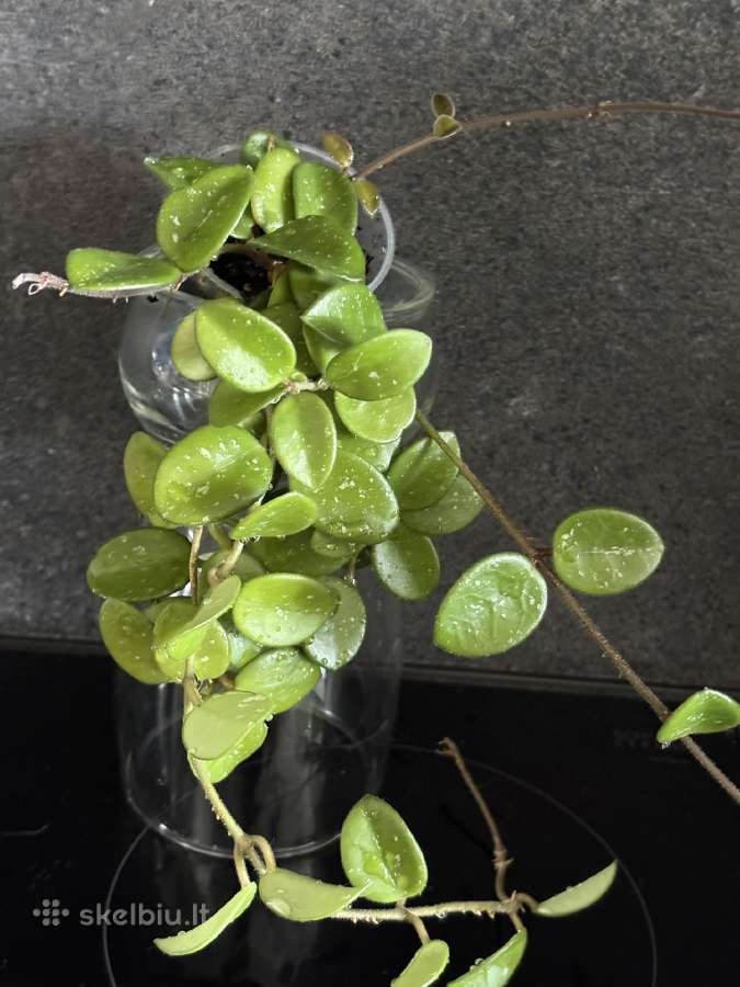 Hoya Mathilde - nuotraukos Nr. 3