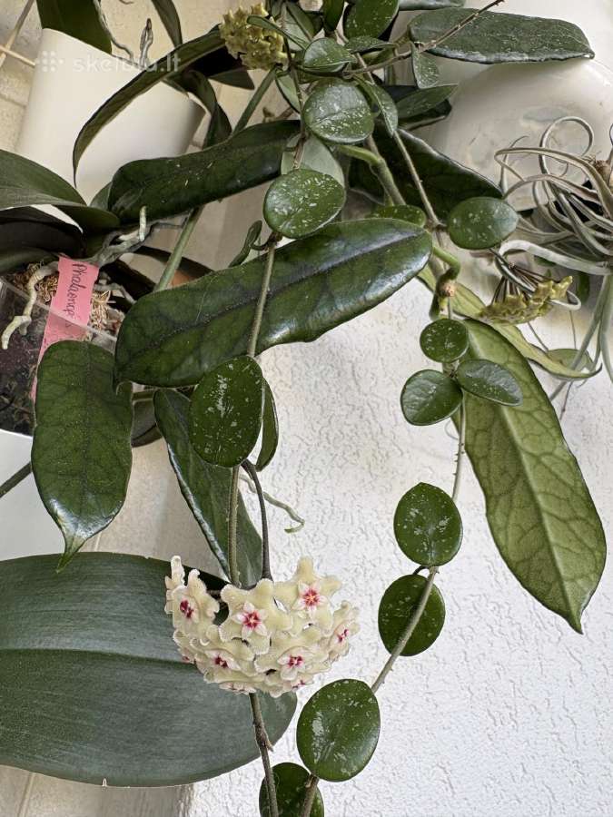 Hoya Mathilde - nuotraukos Nr. 4