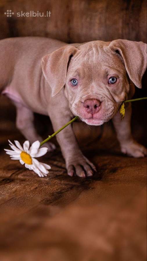 American Bully - nuotraukos Nr. 2