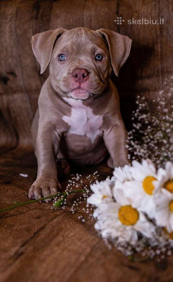 American Bully - nuotraukos Nr. 3