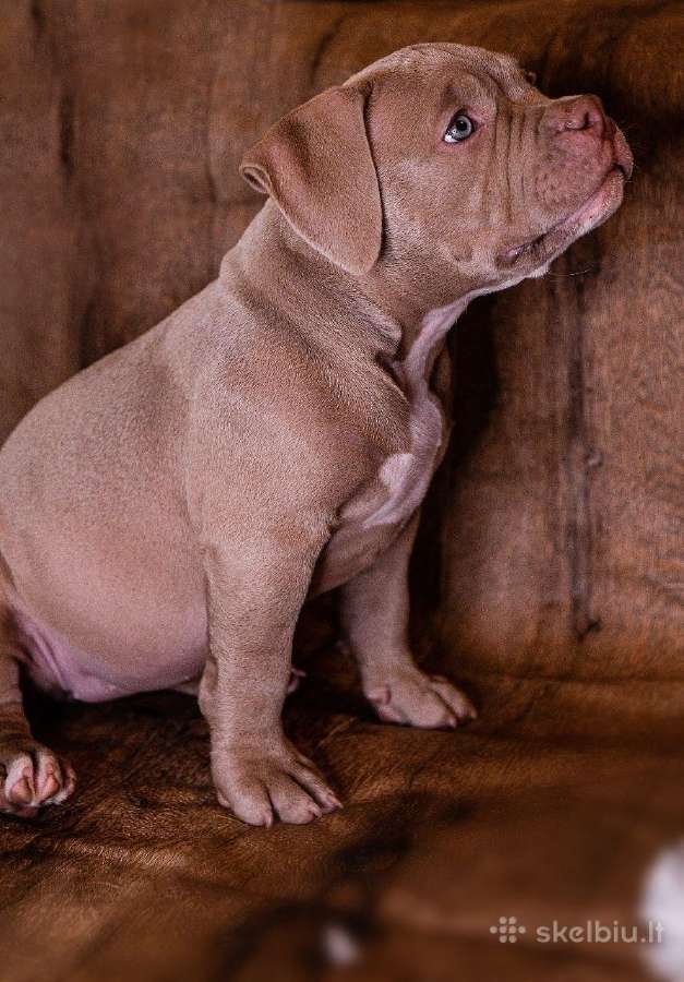 American Bully - nuotraukos Nr. 4
