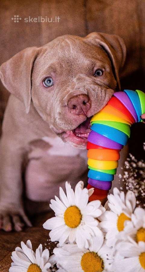 American Bully - nuotraukos Nr. 5