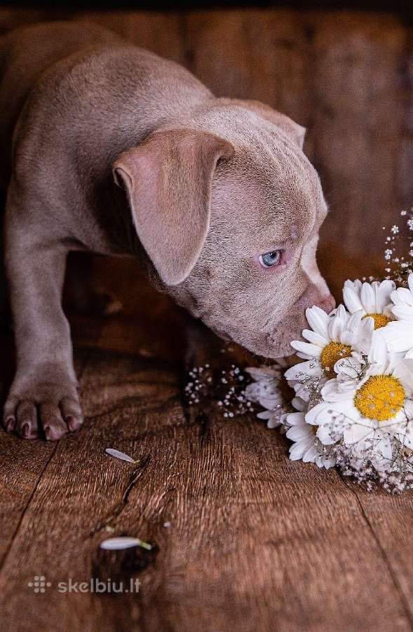 American Bully - nuotraukos Nr. 6