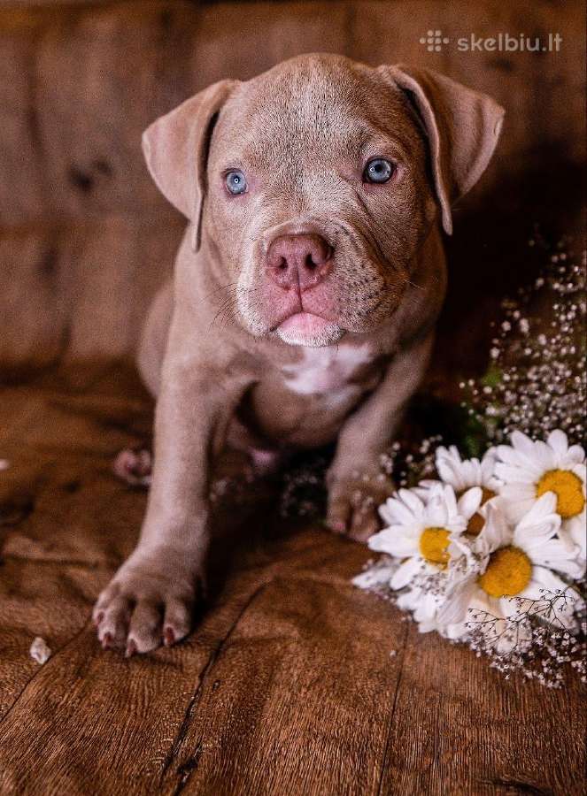 American Bully - nuotraukos Nr. 7