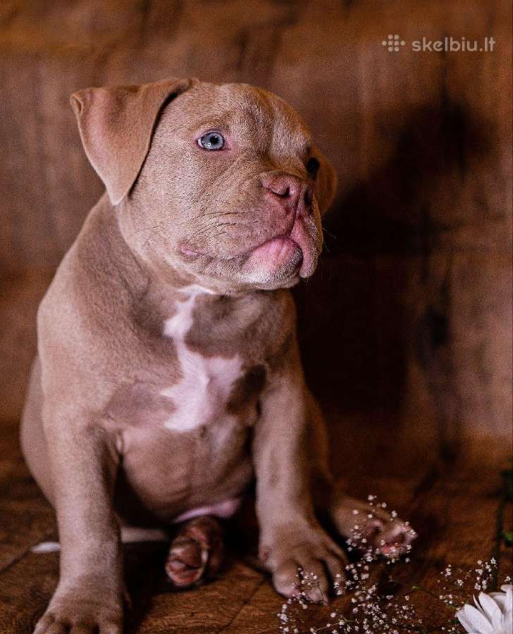 American Bully - nuotraukos Nr. 8