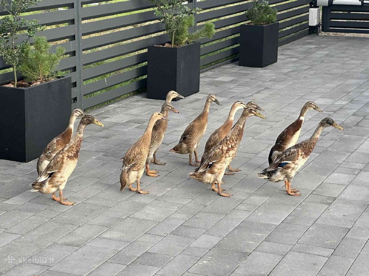 Indijos bėgikai patinai naikina šliužus,sraiges. - nuotraukos Nr. 2