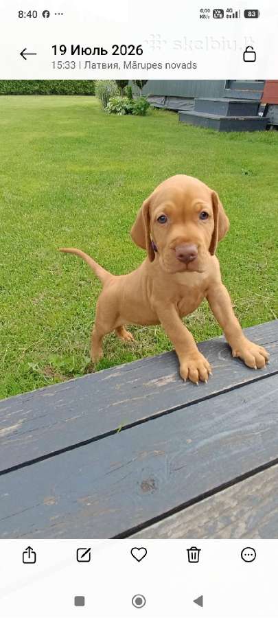 Vizsla Šuniukai pasiruošę keliauti į naujus namus - nuotraukos Nr. 26