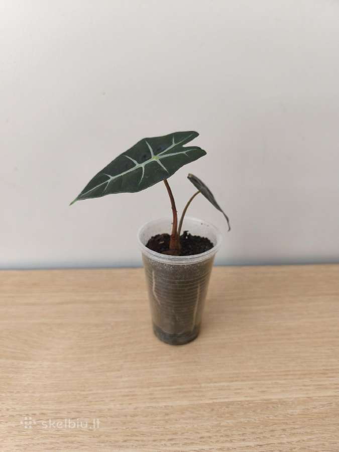 Alocasia - nuotraukos Nr. 2