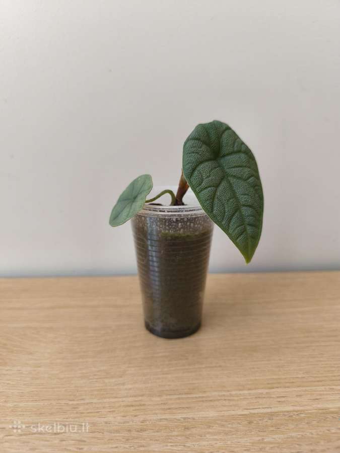 Alocasia - nuotraukos Nr. 3