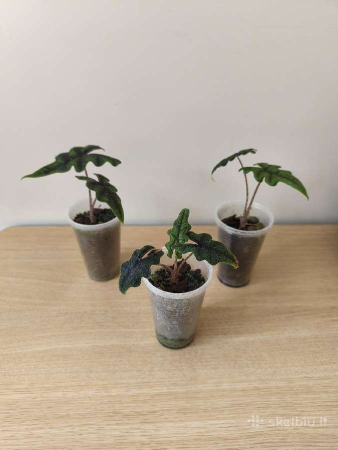 Alocasia - nuotraukos Nr. 4
