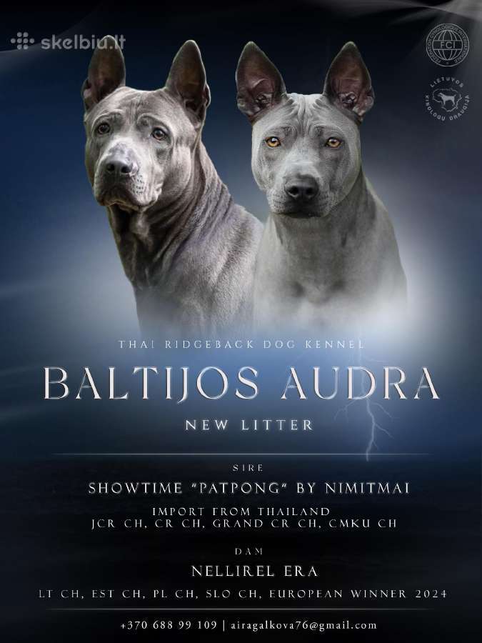 Tailando ridžbekas - nuotraukos Nr. 10