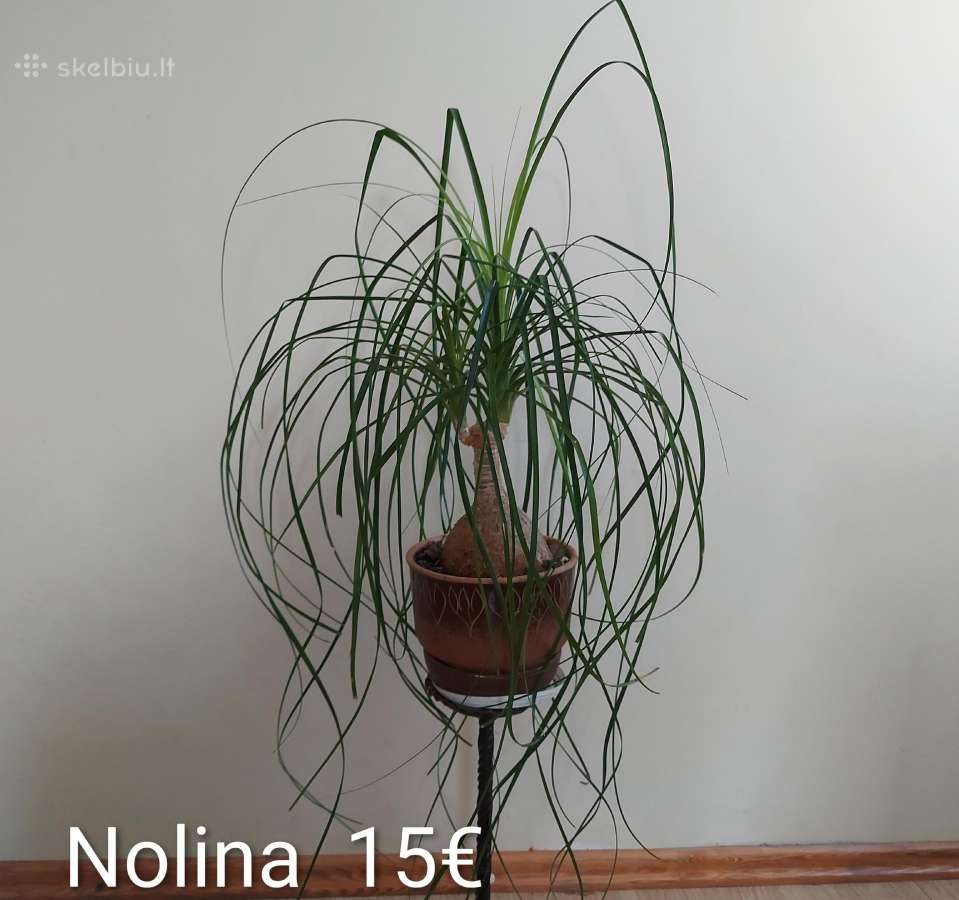 Ilgai auginti augala - nuotraukos Nr. 16